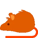 orangebouncerat