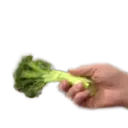 KevinBroccoli2 KevinBroccoli2