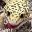 blep