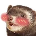 ferretblush