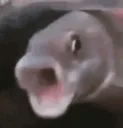 poggersfish poggersfish