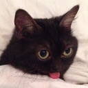 :cutecat: Discord Emote