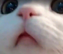 :CAT_uvu: Discord Emote