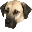pet_baobao