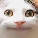 nyerp
