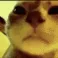 discocat