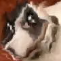 pwees