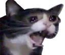 uglycat Discord Emoji