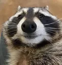 raccoon raccoon