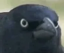 crowofjudgement