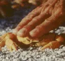 CrabPethyper