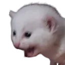 screech