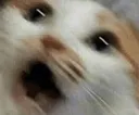 woah