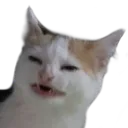 catnobanana