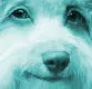 libdog