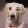 DoggoLewd