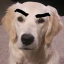 DoggoAngry