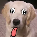 DoggoDerp DoggoDerp