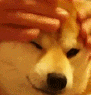 Doge Pet Discord Emoji