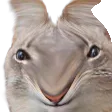 notcatest