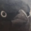 ONCrowofjudgement Discord Emoji