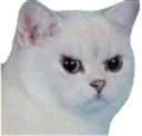 madcat