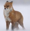 :wimdy: Discord Emote