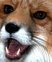 :weh: Discord Emote
