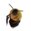 constructionbee constructionbee