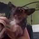 banjo
