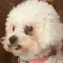 blep