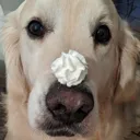boop