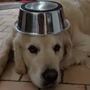bolboi