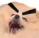 dbabcacklebrow