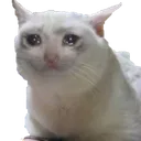 memeSadCat