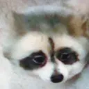 confusionraccoon