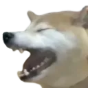 dogerawr