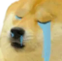 doge_cry doge_cry