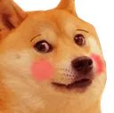 doge_blush doge_blush