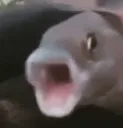 pogfish