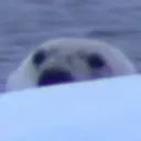 PolarPeep PolarPeep