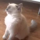 Catastrophe_SittingCat