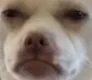 AngryDog