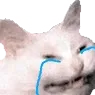 catcry