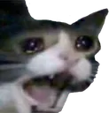 reecat reecat