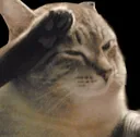 catsalute