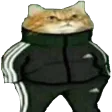 coolcat coolcat