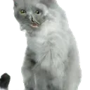 jacobscat