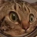 ohnoCat