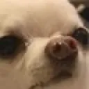 doggoWot Discord Emoji